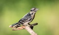 A juvenile Downy woodpecker ` Picoides pubescens ` forages for food .