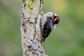 Juvenile downy woodpecker preens while clinging to lichen covered snag, cobwebs and blurred green background