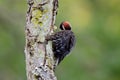 Juvenile downy woodpecker preens under its wing while perched on lichen covered snag