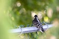 Juvenile Downy Woodpecker Sitting on a Chain Link Fence