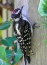 Juvenile Downy Woodpecker on tree