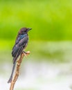A Juvenile Drongo on a branch Royalty Free Stock Photo