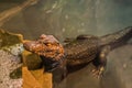 Juvenile dwarf caiman crocodile standing in the water, alligator in closeup, tropical reptile pet from America