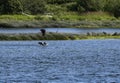 Juvenile eagle attacking a Canada goose