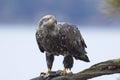 Juvenile eagle on branch with fish