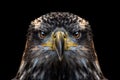 Juvenile eagle close up portrait
