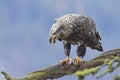 Juvenile eagle eats pieces of a fish