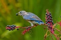 Juvenile eastern bluebird - Sialia sialis - eating Phytolacca americana