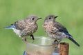 Juvenile Eastern Bluebirds