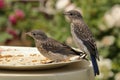 Juvenile Eastern Bluebirds Royalty Free Stock Photo