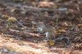 Juvenile eastern gray squirrel Sciurus carolinensis eats an acorn Royalty Free Stock Photo