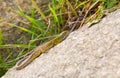 Juvenile Eastern Green Lizard basking