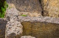 Juvenile Eastern Green Lizard basking on ruins