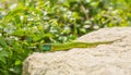 Juvenile Eastern Green Lizard basking on ruins