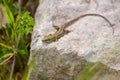 Juvenile Eastern Green Lizard basking on ruins