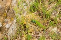 Juvenile Eastern Green Lizard