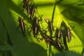 Juvenile Eastern Lubber Grasshopper Royalty Free Stock Photo