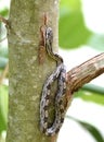 Juvenile Eastern Ratsnake in a tree at Phinizy Swamp, Georgia