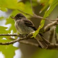 Juvenile Eastern Wood Pewee