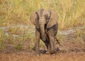 Juvenile Elephant Elephantidae playing in the mud