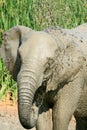 Juvenile elephant spraying mud at Addo Elephant National Park Royalty Free Stock Photo