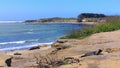 Juvenile Elephant Seals on Pacific Beach, Ano Nuevo State Park, Big Sur Coast, California, USA Royalty Free Stock Photo