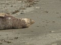 Juvenile Elephant Seal lying on the beach Royalty Free Stock Photo