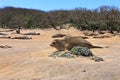 Juvenile Elephant Seal on Pacific Beach at Ano Nuevo State Park, California Royalty Free Stock Photo