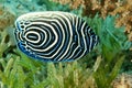 Juvenile Emperor Angel fish with stripes Royalty Free Stock Photo