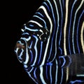 Juvenile Emperor Angelfish Close-up