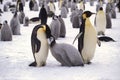 Juvenile Emperor Penguin being fed, Weddell Sea, Antarctica Royalty Free Stock Photo