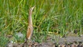 Eurasian bittern & x28;Botaurus stellaris& x29; Royalty Free Stock Photo