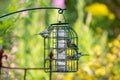 Juvenile Eurasian Blue Tits Perched on a Garden Bird Feeder Royalty Free Stock Photo