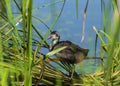 Juvenile eurasian coot near the nest