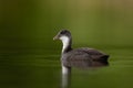 Juvenile Eurasian coot