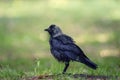 Juvenile Eurasian Jackdaw (Corvus monedula) standing on a green grass Royalty Free Stock Photo