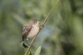 A juvenile Eurasian penduline tit Remiz pendulinus just flew out of the nest and perched on a reed branch. Royalty Free Stock Photo