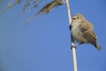 A juvenile Eurasian penduline tit Remiz pendulinus just flew out of the nest and perched on a reed branch. Royalty Free Stock Photo