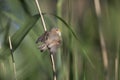 An juvenile Eurasian penduline tit Remiz pendulinus perched on a reed branch at the lakes of Linum Germany. Royalty Free Stock Photo