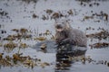 Juvenile Eurasian River Otter from the isle of Mull, Scotland feasting on a crab