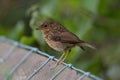 Juvenile Eurasian Robin Standing on a brench