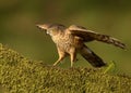 Juvenile Eurasian Sparrowhawk (Accipiter nisus) Royalty Free Stock Photo