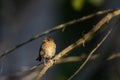 Juvenile Eurasian Wrentroglodytes troglodytes on branch