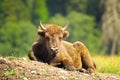 Juvenile european bison