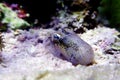 Juvenile European common cuttlefish - Sepia officinalis Royalty Free Stock Photo