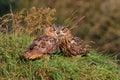 Juvenile European Eagle Owls