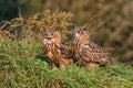 Juvenile European Eagle Owls