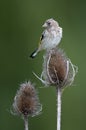 Juvenile European Goldfinch (Carduelis carduelis)