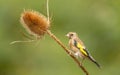 Juvenile European goldfinch perched on a dried thistle flower Royalty Free Stock Photo