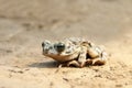 Juvenile european green toad Royalty Free Stock Photo